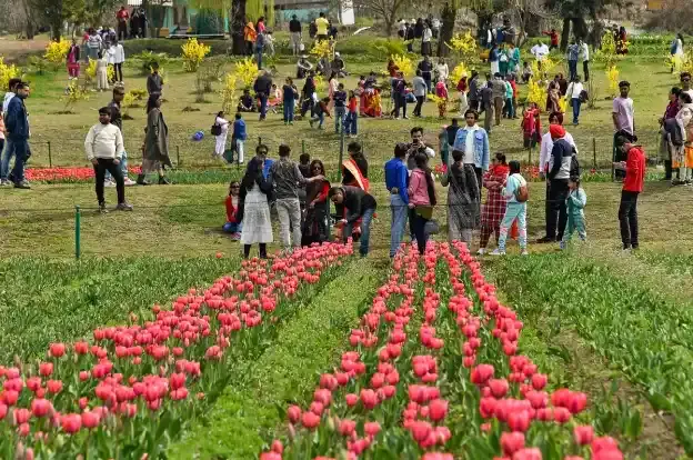 Kashmir Spring Tulip Festival vibrant tulips in Indira Gandhi Garden