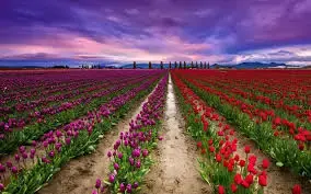 Indira Gandhi Garden Srinagar tulips in various shades