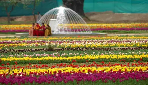 Scenic View of Srinagar Tulip Garden with Dal Lake & Zabarwan Mountains